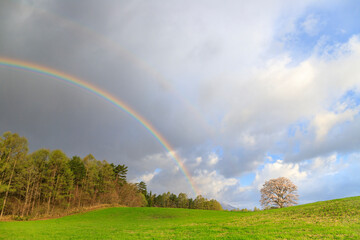 Naklejka premium 小岩井農場 一本桜