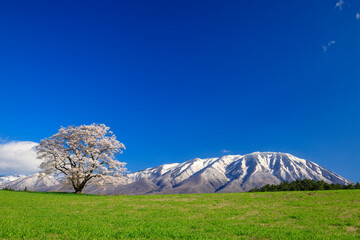 小岩井農場　一本桜
