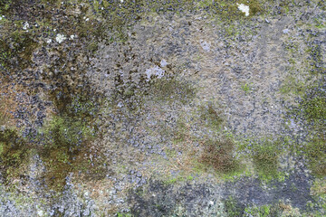 Moss texture at Texture of old grey concrete wall.