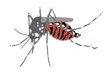 Aedes mosquito on a white background