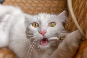 Un gato blanco comiéndose un cable de celular