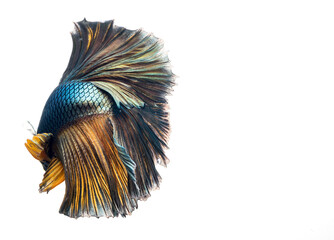 Fototapeta premium halfmoon betta fish, siamese fighting fish, betta splendens 