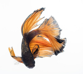 Fototapeta premium halfmoon betta fish, siamese fighting fish, betta splendens 