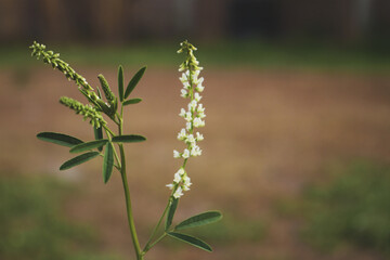 sweet white flower in the yard of my house