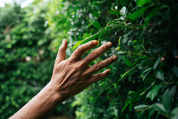 Hand of senior elderly person touching green plant leaf at yard.