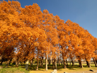 Naklejka premium 東京都 水元公園のメタセコイアの黄葉