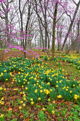 561-72 Daffodil Redbud Spring Bloom