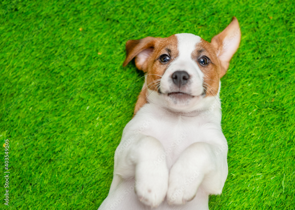 Poster cute jack russell terrier puppy lying on its back on summer green grass. top down view. empty space 
