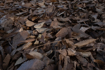 Pile of fallen leaves