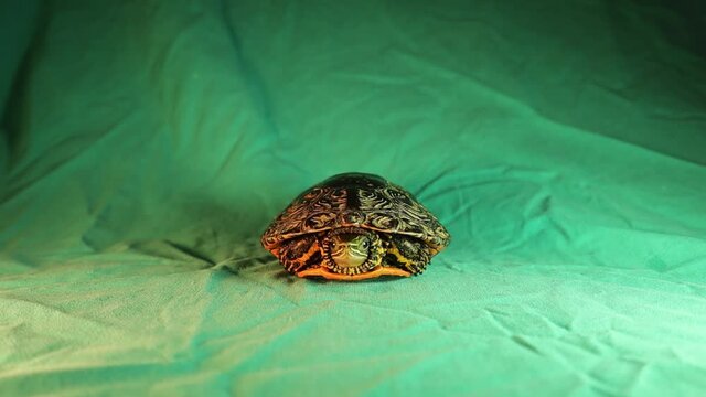 Turtle Coming out of its shell and walking off!
Turtle hiding.
Turtle as a pet.
Closeup reptile on green background.
animal isolated.
Tortoise looking forward.
Reptiles, animals, pets, wildlife