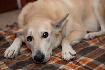 The big dog is sad. The dog got sick