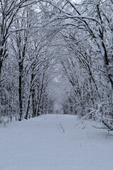 Fototapeta premium Waldweg im Winter
