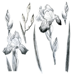 Illustration, pencil. Iris flowers. Freehand drawing. Iris branches. Iris leaves. Set.