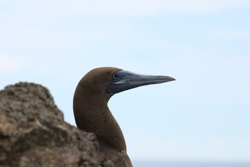Pájaro bobo café posado en acantilados de islas cocinas (México)