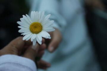 Take and give concept background of two persons hold a white daisy flower blossom in hand. Kindness...