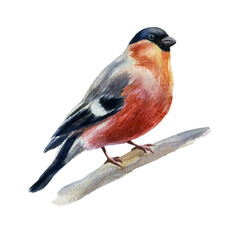 Watercolor illustration of a bullfinch sitting on a branch.