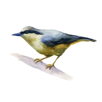 Watercolor illustration, image of a nuthatch bird sitting on a branch.