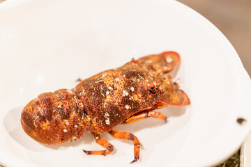 調理前のセミエビ