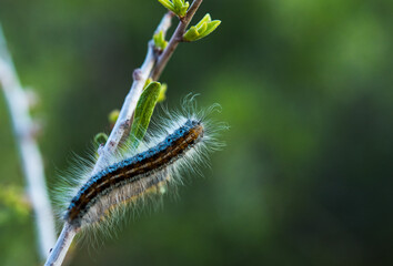 Caterpillar crawling up a branch 