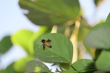 A bee resting on a green leaf to escape the heat in the garden