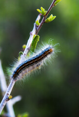Caterpillar crawling up a branch (vertical format)