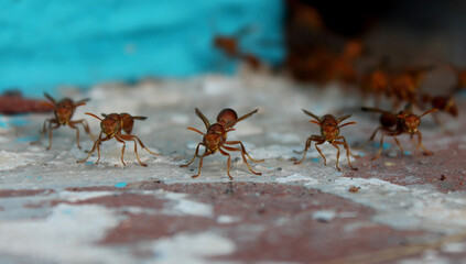group of bees on the ground