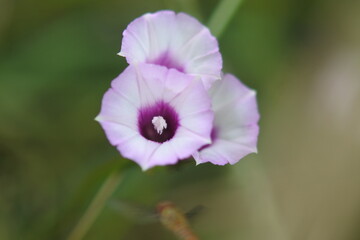 3 aiea morning glories are flowering in beauty. 