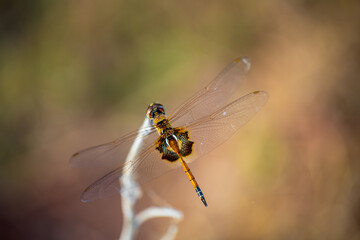 Closeup of a dragonfly on a twig at Dripstone Beach, Darwin. 