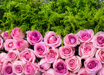 Pink rose flower background, nature concept, love and romance, valentine background idea