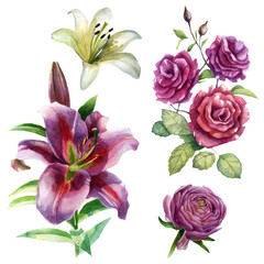 Watercolor illustration, set. Rose, lily and ranunculus flowers. Spring summer motive.
