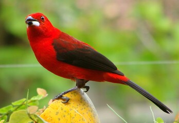 Blood-colored bird