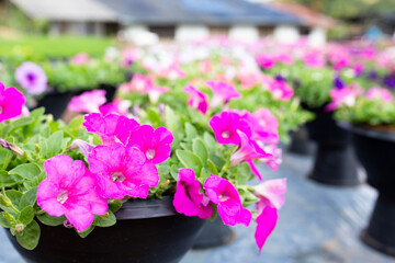 flowers in a pot, at the garden.