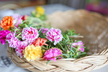 Colorful of moss rose, portulaca grandiflora, japanese rose. Beautiful sun plant.