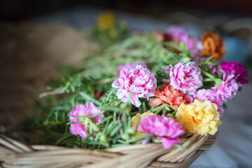 Colorful of moss rose, portulaca grandiflora, japanese rose. Beautiful sun plant.