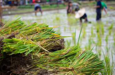 Rice-sheaf is tied with rope in rice field ready to grow, blurry people planting rice in asian country, agriculture concept.