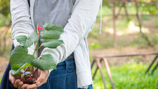 hand holding young plant ready to grow with vineyard background, save the world and World Environment Day concept. - Powered by Adobe