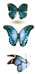 Color butterflies , isolated on white background