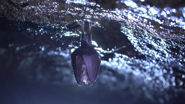Close up small shaking horseshoe bat hanging from top of cold natural rock cave while hibernating. Creative backlit wildlife take. Shining background colors in backlight. Natural environment.