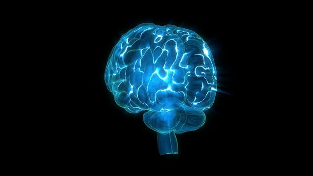 Human Brain