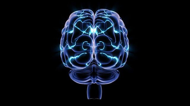 Human Brain