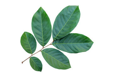 green leaf isolated on white background with clipping path for design elements, fresh green leaves