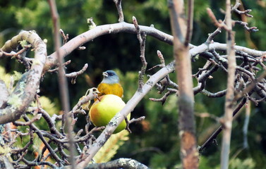little bird in the forest