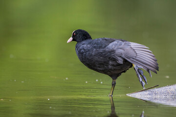Bläßhuhn (Fulica atra)