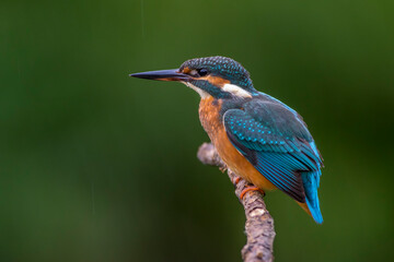 Eisvogel (Alcedo atthis)