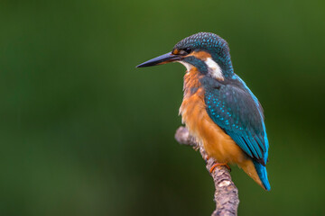 Eisvogel (Alcedo atthis)