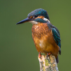 Eisvogel (Alcedo atthis)