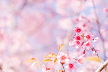Obraz premium Sakura flower background. Spring background with cherry flowers blossom