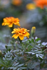 Merigold Jabri
6000 x 4000, 300dpi , Nikon D5600