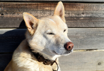 Mongrel dog with eyes closed enjoying sun against wooden background