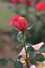 Pink Rose 
6000 x 4000, 300dpi , Nikon D5600